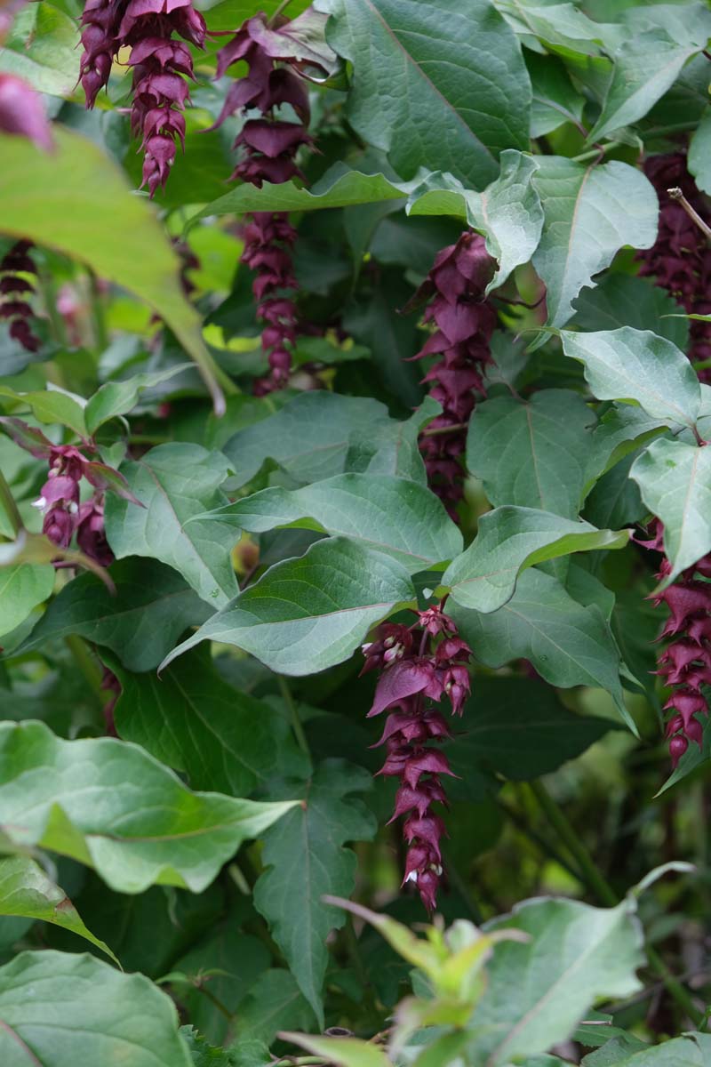 Leycesteria formosa Tuinplanten bloem