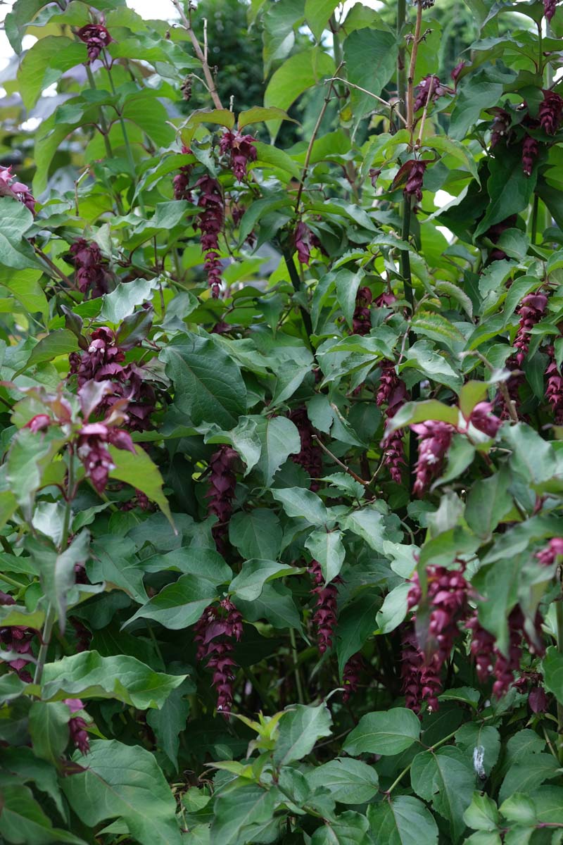 Leycesteria formosa meerstammig / struik bloem
