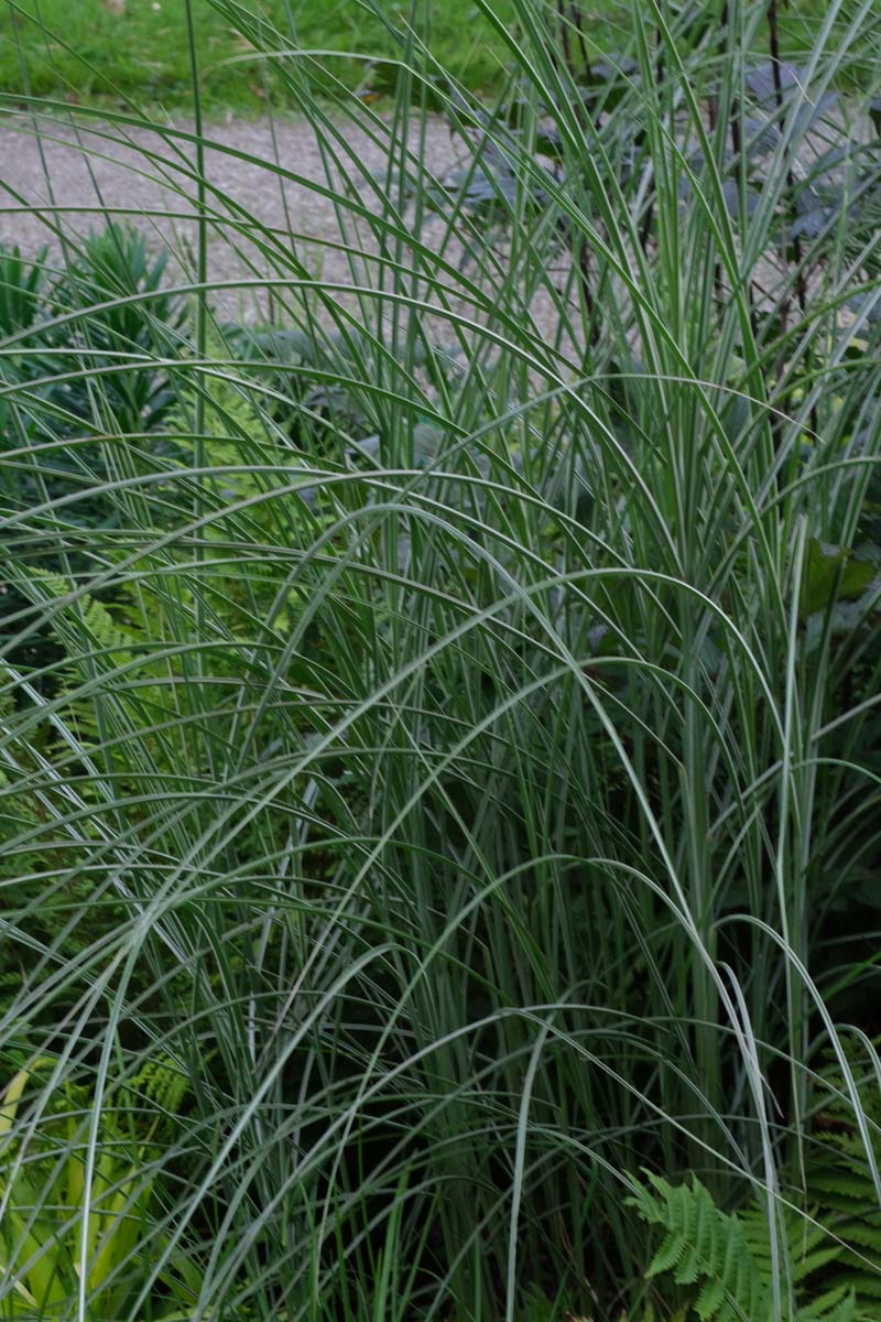 Miscanthus sinensis 'Kleine Silberspinne' blad
