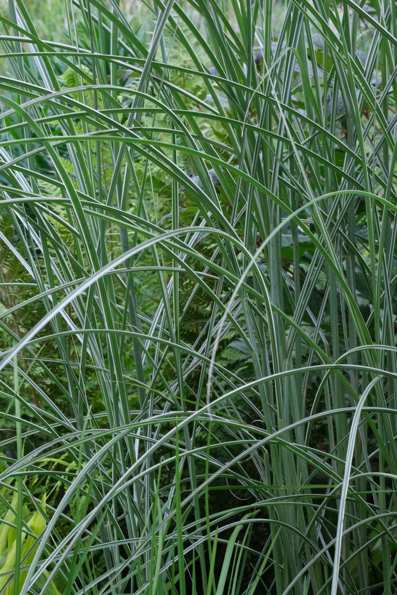 Miscanthus sinensis 'Kleine Silberspinne' blad
