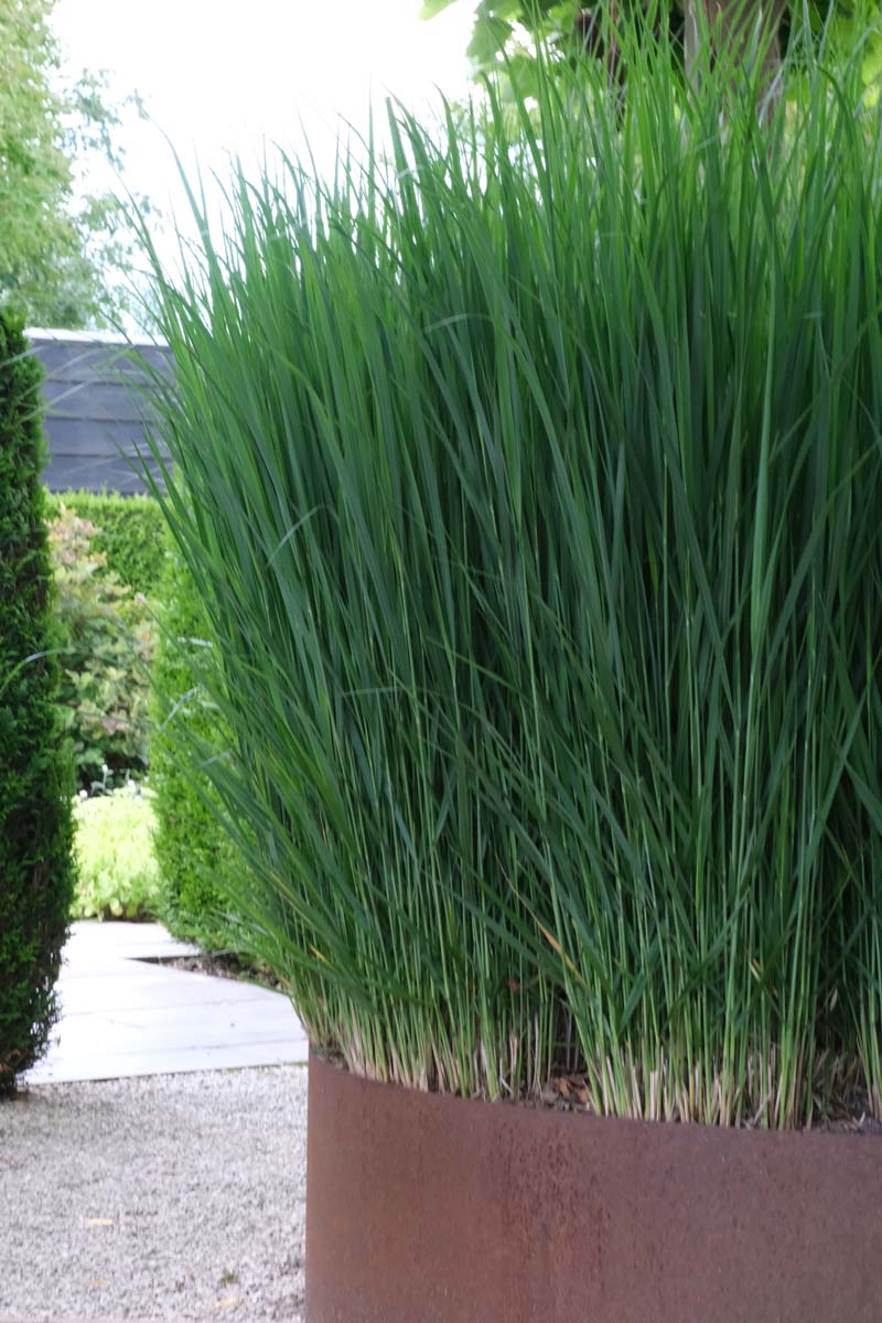 Panicum virgatum 'Northwind'
