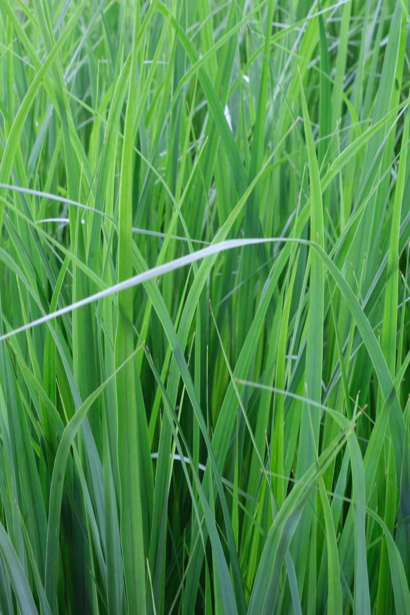 Panicum virgatum 'Northwind'