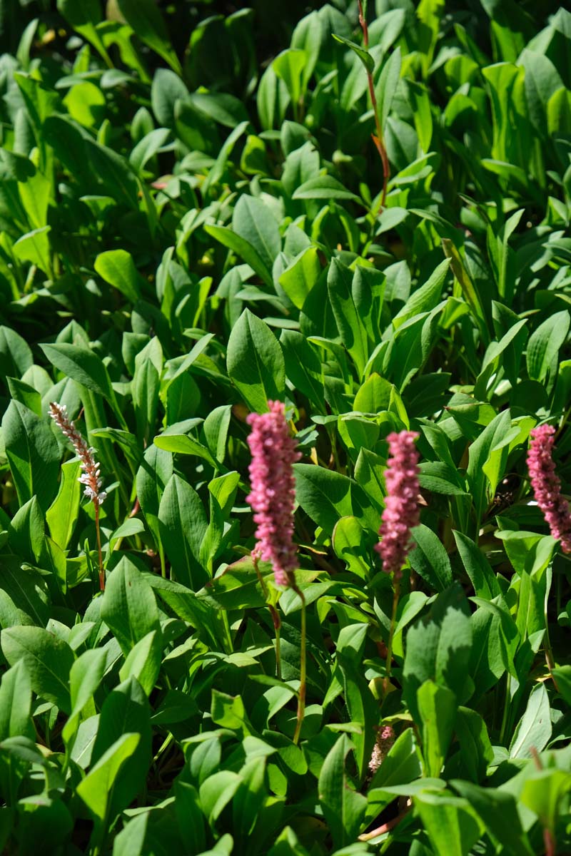 Persicaria affinis 'Superba' bloem