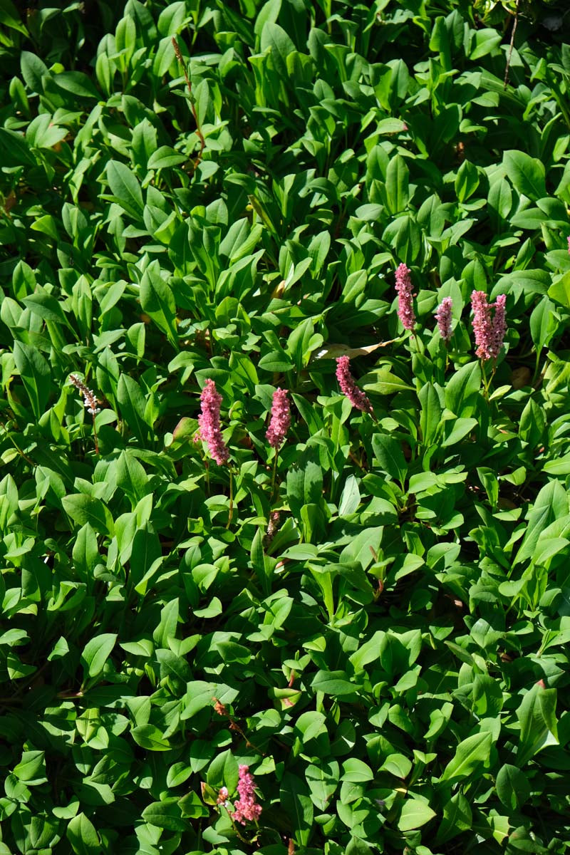 Persicaria affinis 'Superba' blad