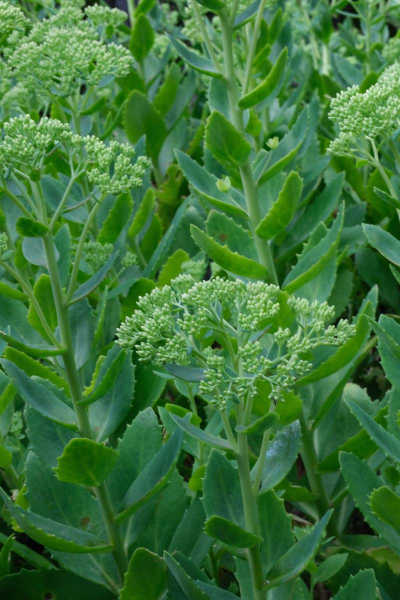 Sedum 'Herbstfreude' blad
