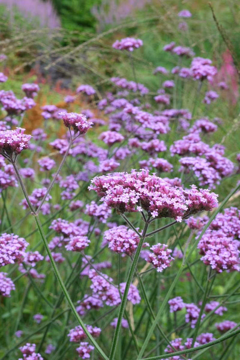 Verbena bonariensis bloesem
