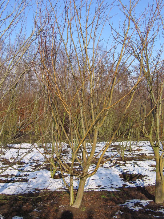 Acer davidii meerstammig / struik meerstammig