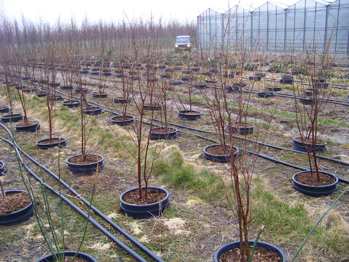 Acer griseum meerstammig / struik meerstammig