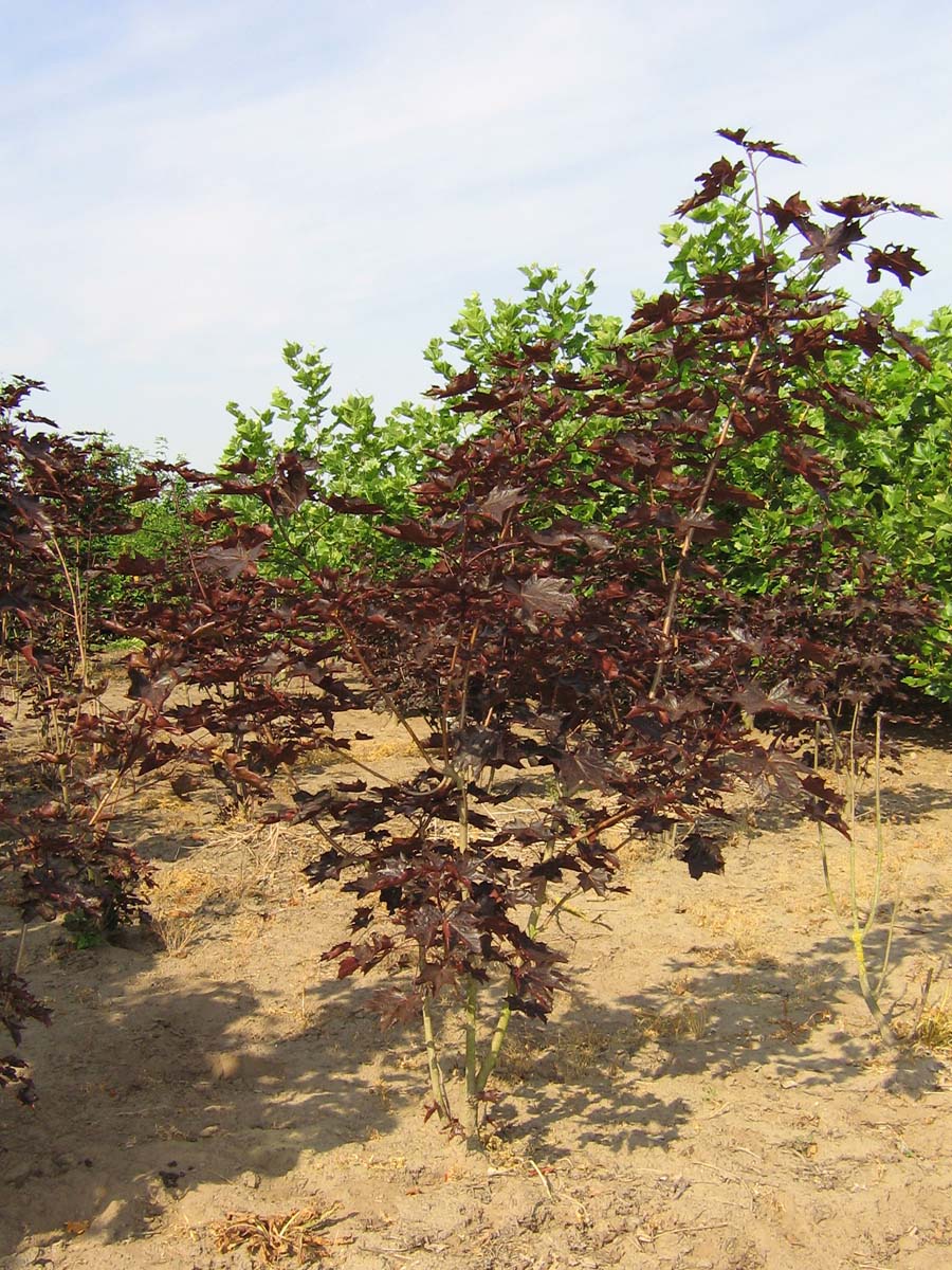 Acer platanoides 'Royal Red' meerstammig / struik meerstam