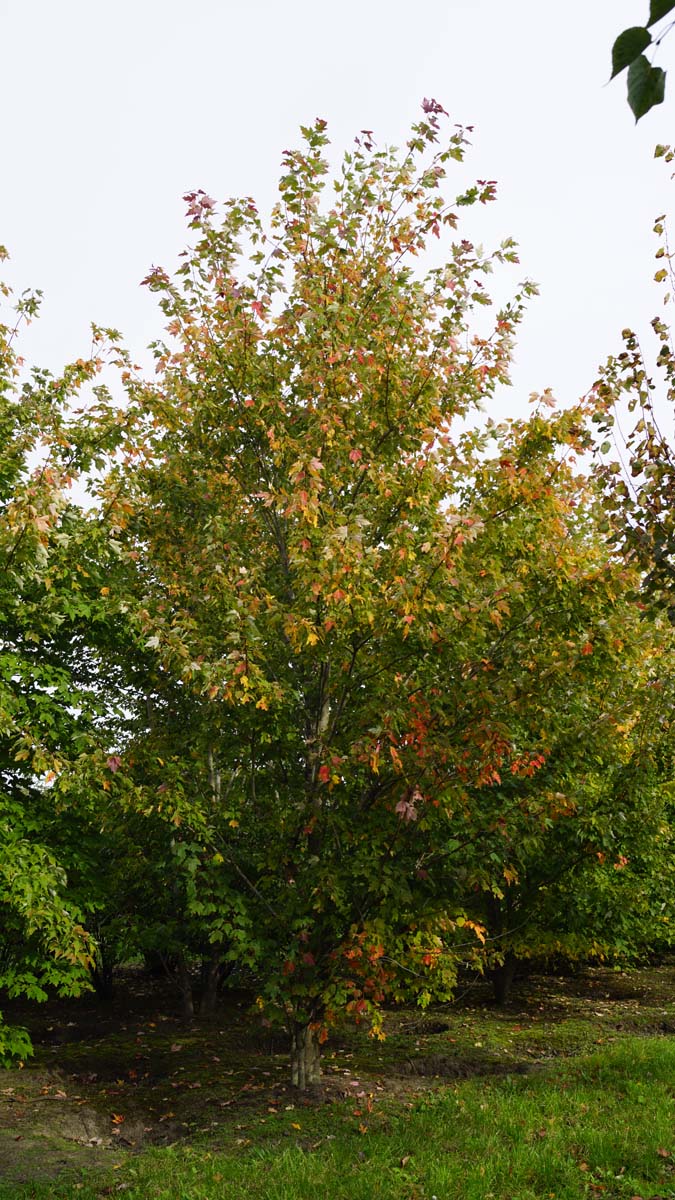 Acer rubrum meerstammig / struik meerstammig