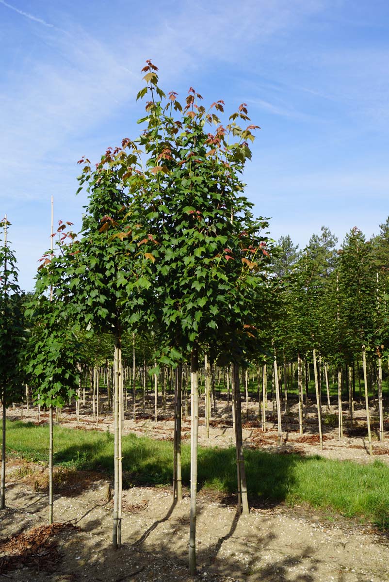 Acer rubrum 'Scanlon' op stam op stam