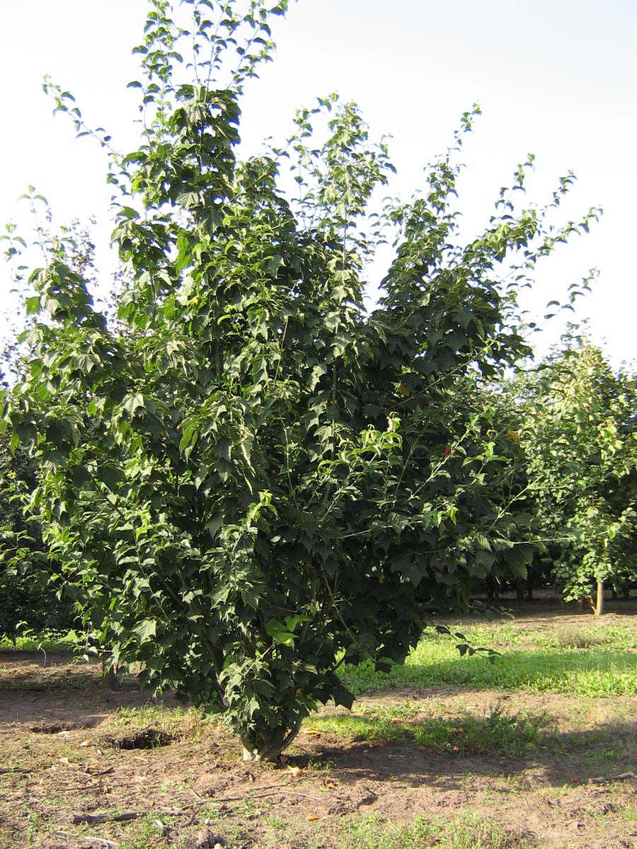 Acer rufinerve meerstammig / struik meerstammig