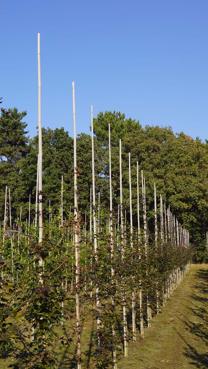 Acer zoeschense 'Annae' op stam op stam