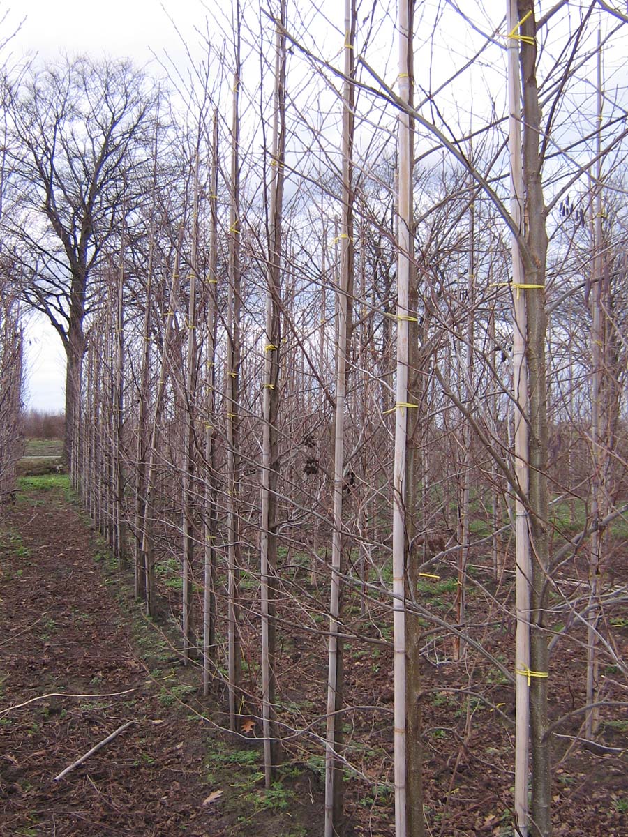 Alnus glutinosa op stam op stam