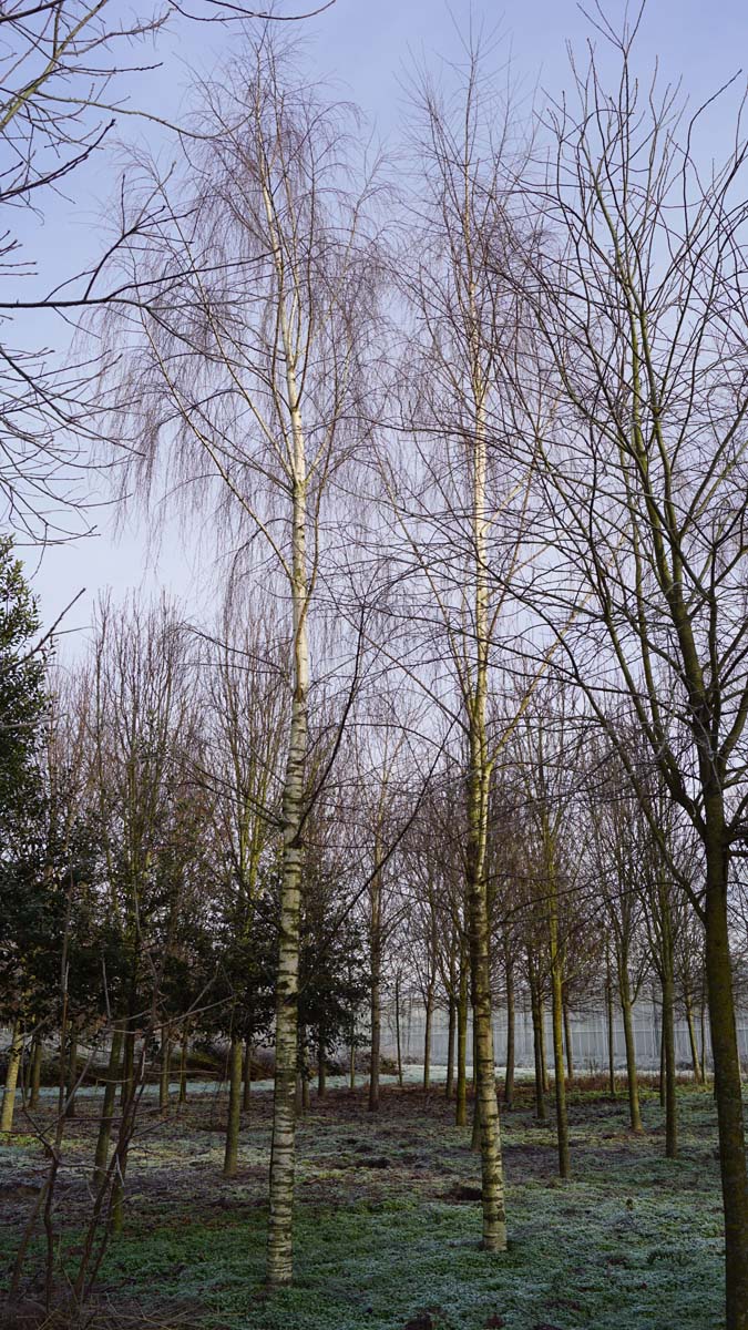 Betula pendula 'Laciniata' op stam op stam