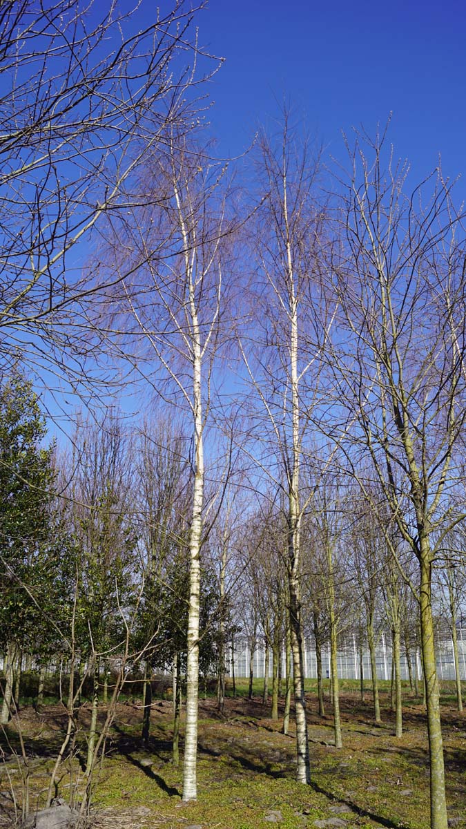 Betula pendula 'Laciniata' op stam op stam