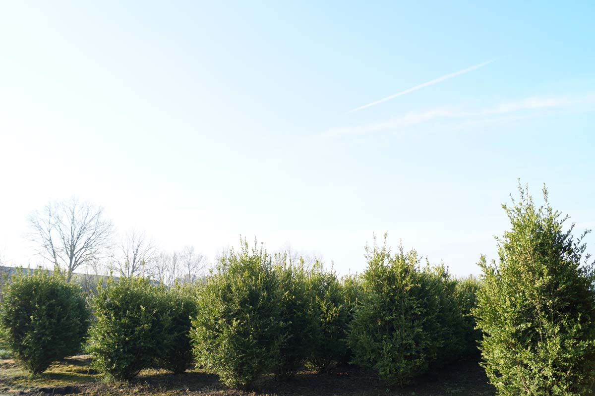 Buxus sempervirens 'Raket' meerstammig / struik struik