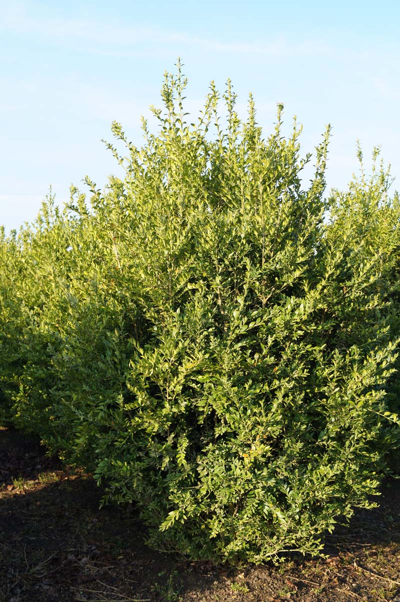Buxus sempervirens 'Raket' meerstammig / struik struik