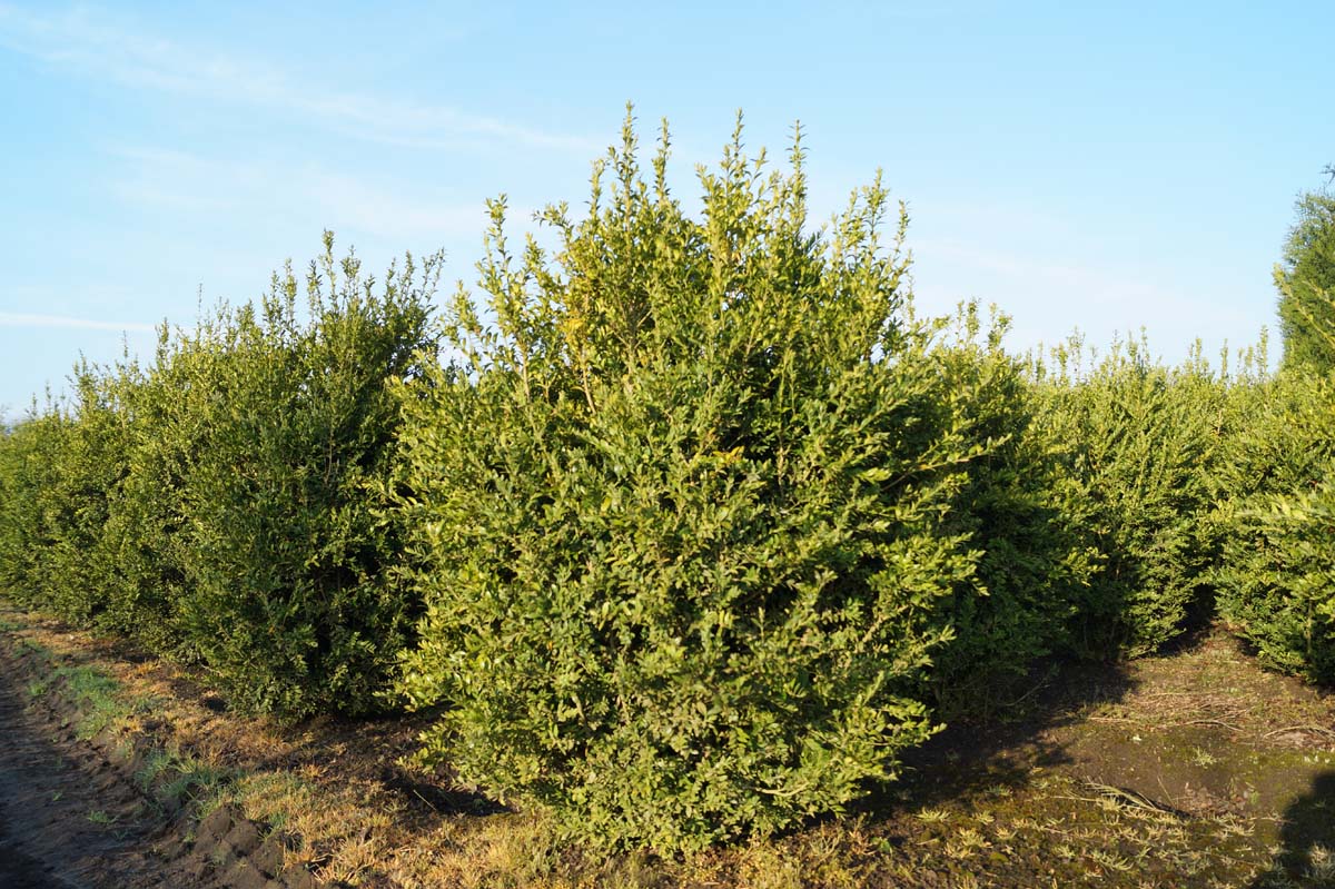 Buxus sempervirens 'Raket' meerstammig / struik struik