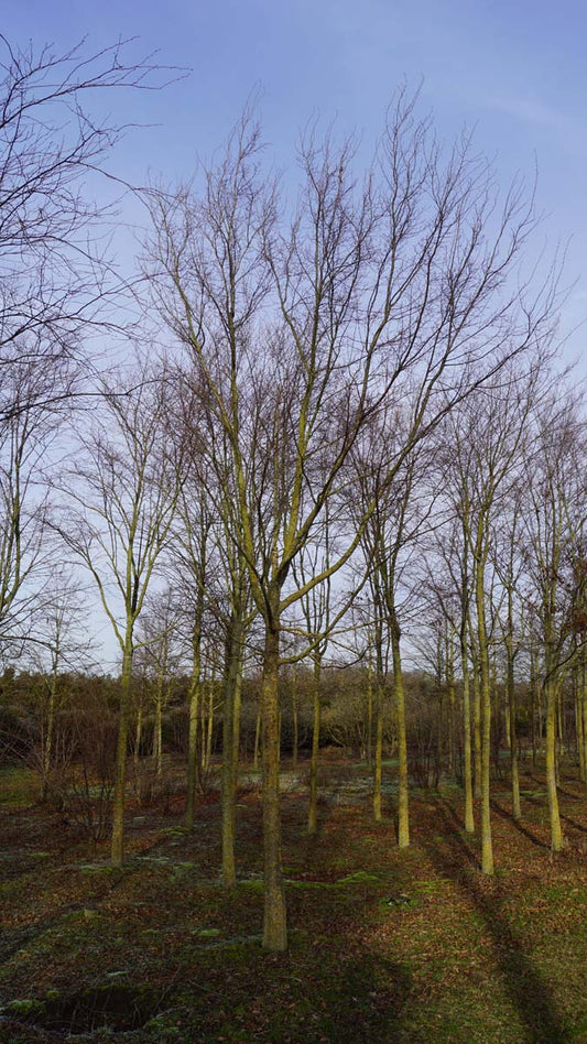 Carpinus turczaninowii op stam op stam