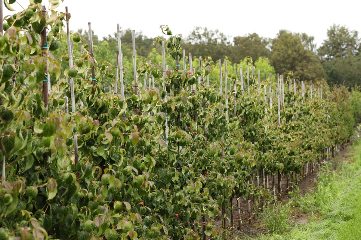 Cornus kousa 'Kreuzdame' solitair