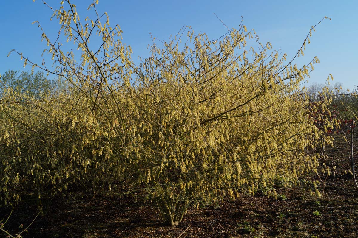 Corylopsis sinensis calvescens meerstammig / struik struik