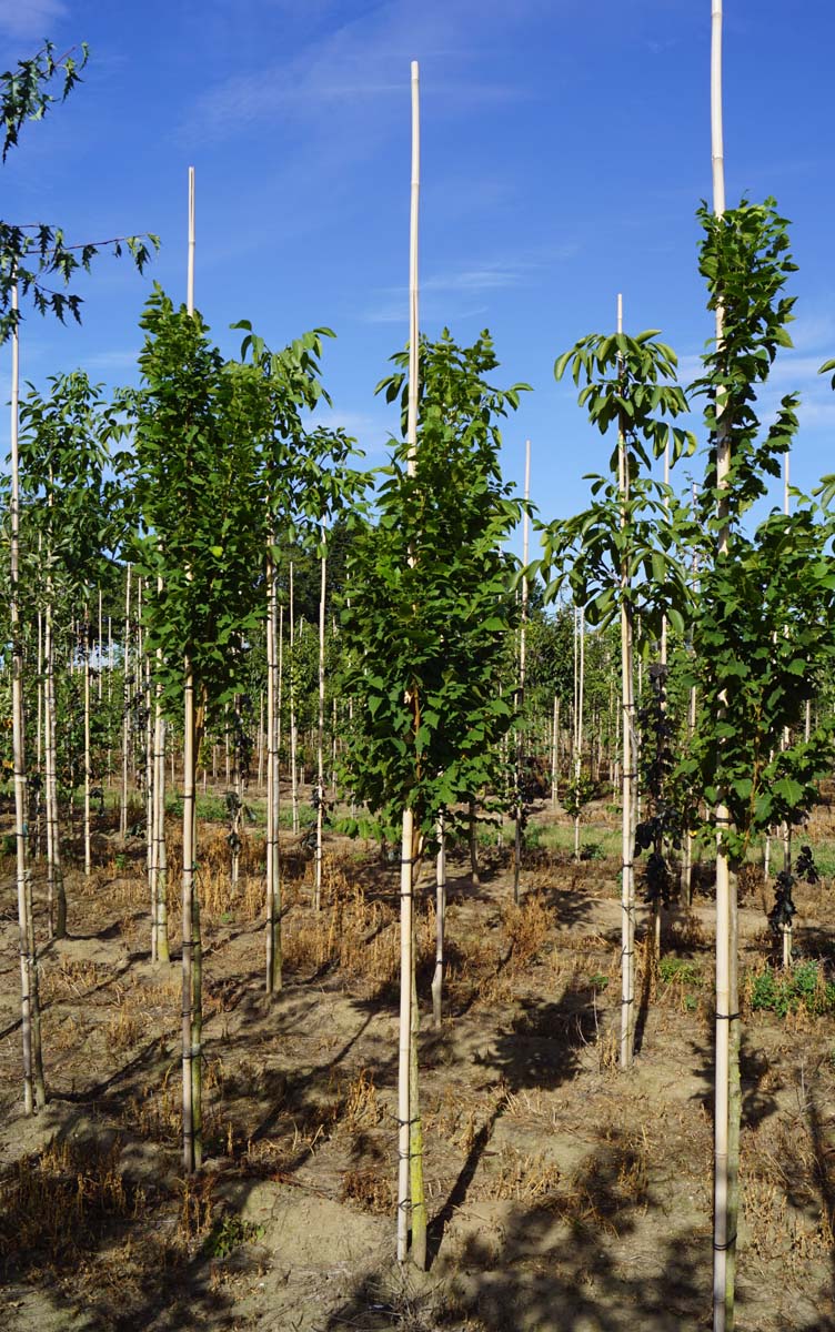 Koelreuteria paniculata 'Fastigiata' op stam op stam