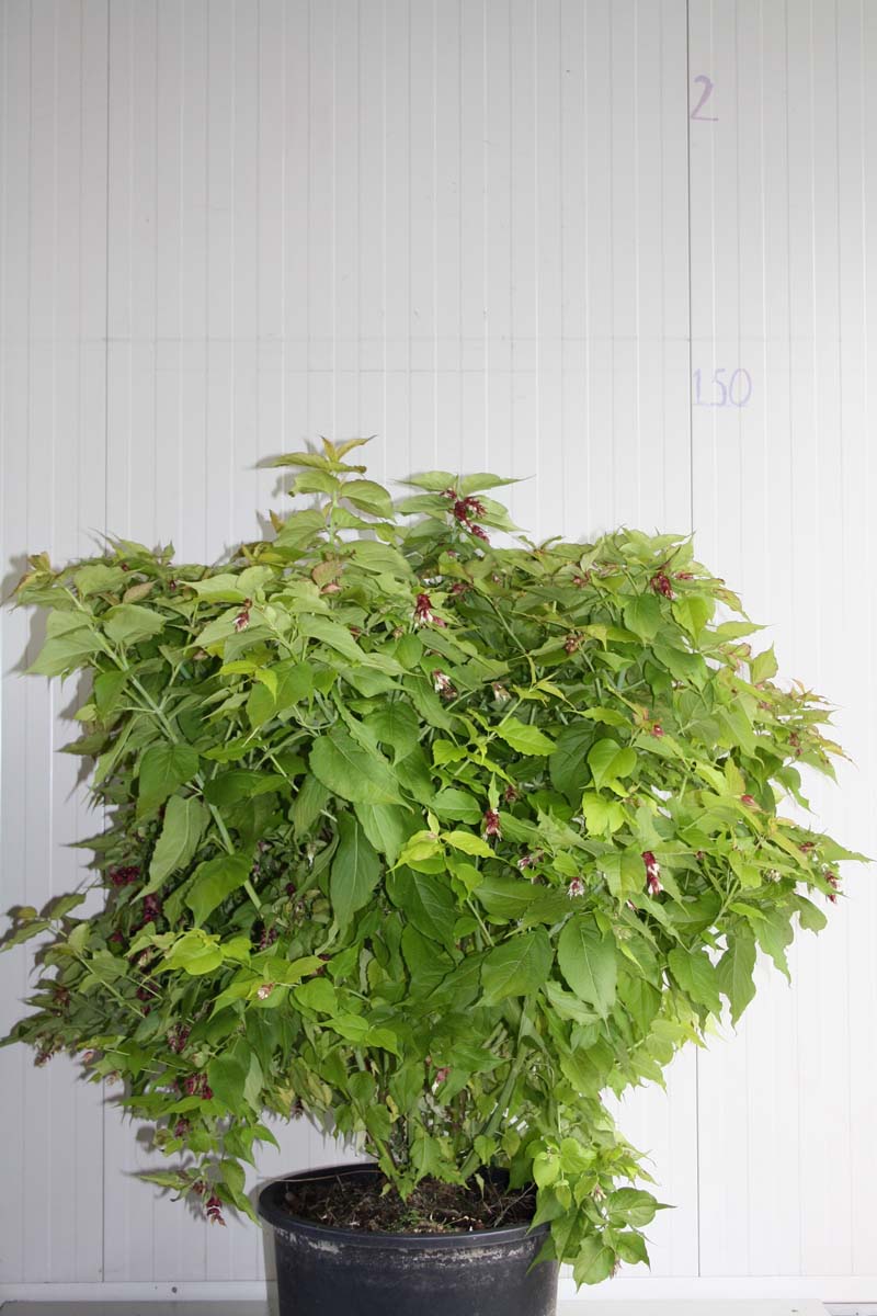 Leycesteria formosa 'Notbruce' Tuinplanten struik