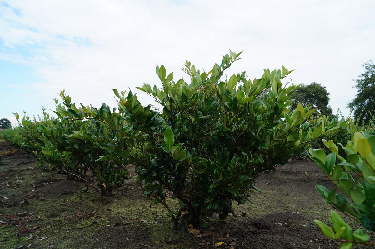 Ligustrum japonicum 'Texanum' Mehrstämmig / Strauch