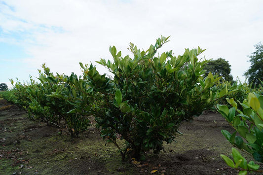 Ligustrum japonicum 'Texanum' meerstammig / struik struik