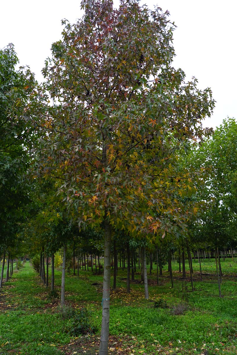 Liquidambar styraciflua 'Lane Roberts' op stam op stam