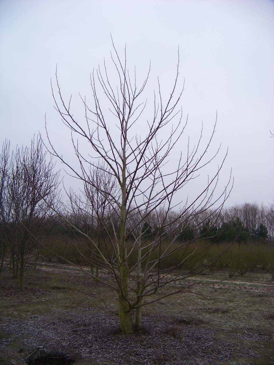 Liriodendron tulipifera meerstammig / struik meerstammig