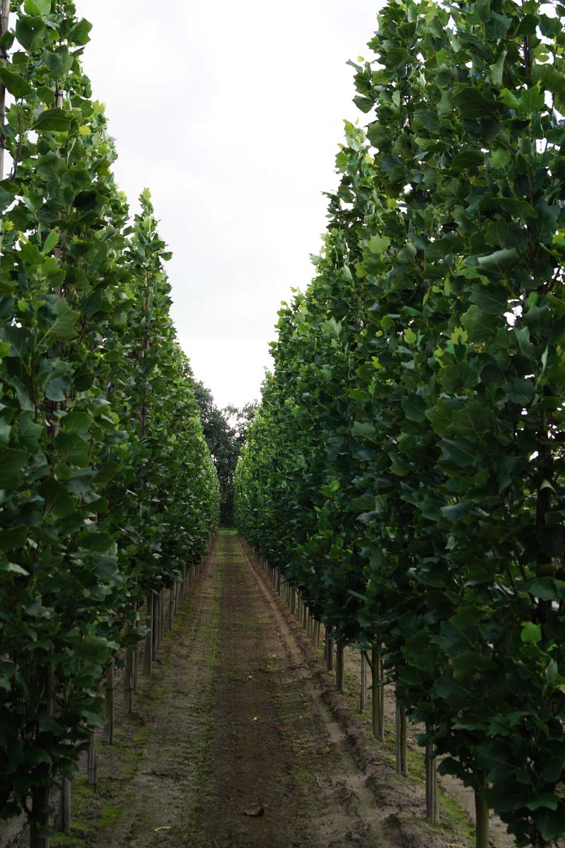 Liriodendron tulipifera 'Fastigiatum' op stam op stam