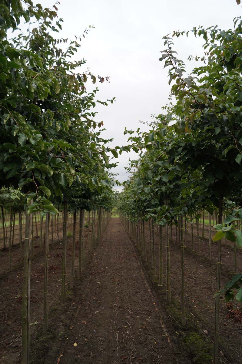Parrotia persica 'Vanessa' op stam op stam