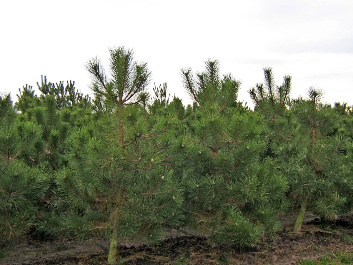 Pinus nigra solitair solitair