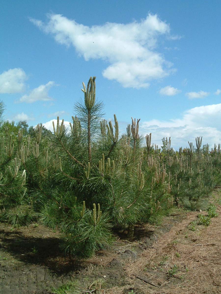 Pinus nigra nigra solitair solitair