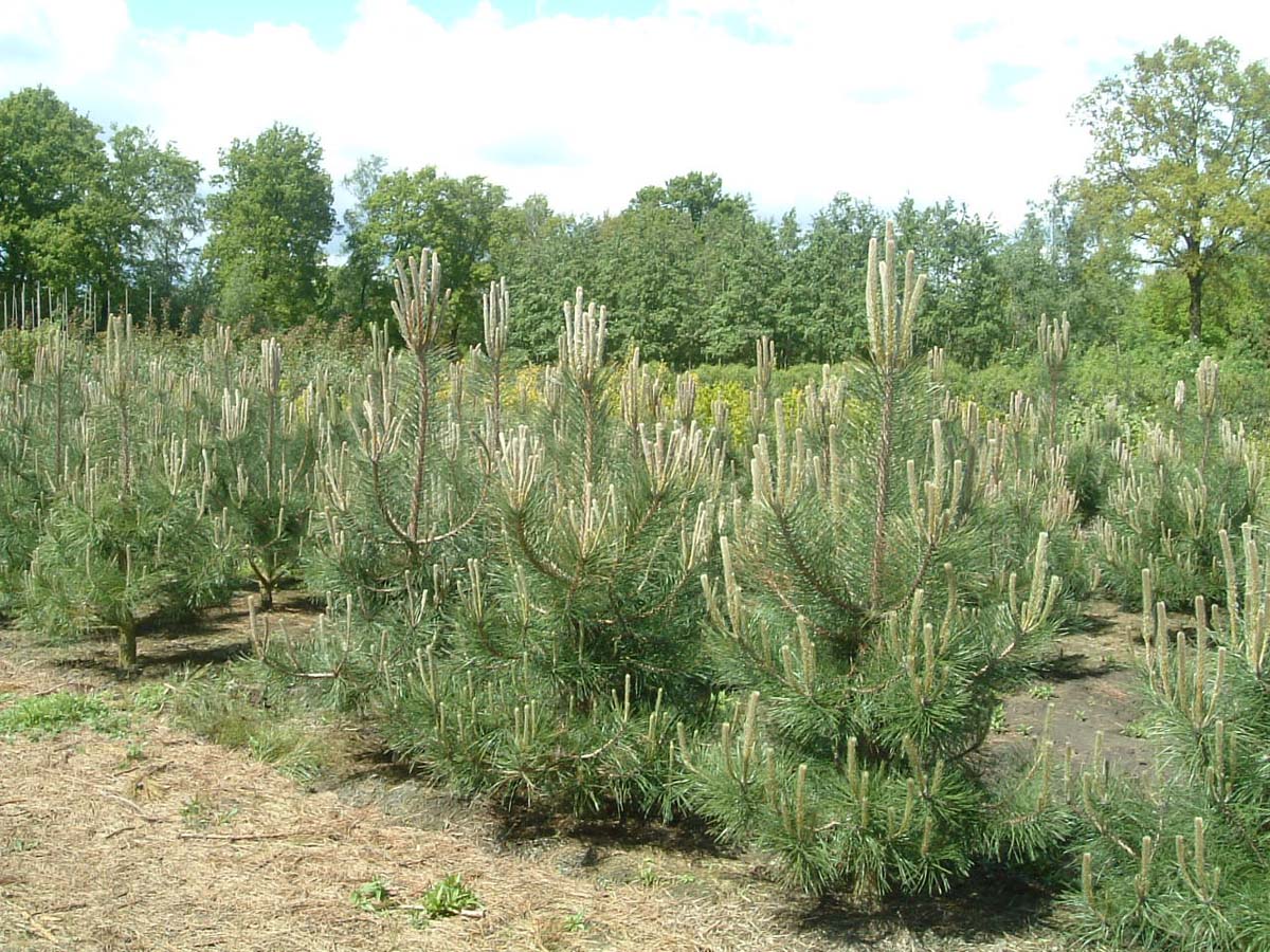 Pinus nigra nigra solitair solitair