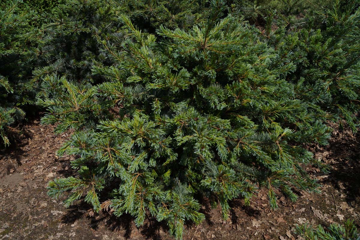 Pinus parviflora 'Glauca' solitair