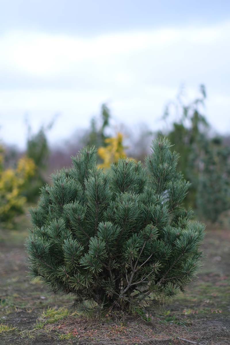 Pinus sylvestris 'Watereri' solitair