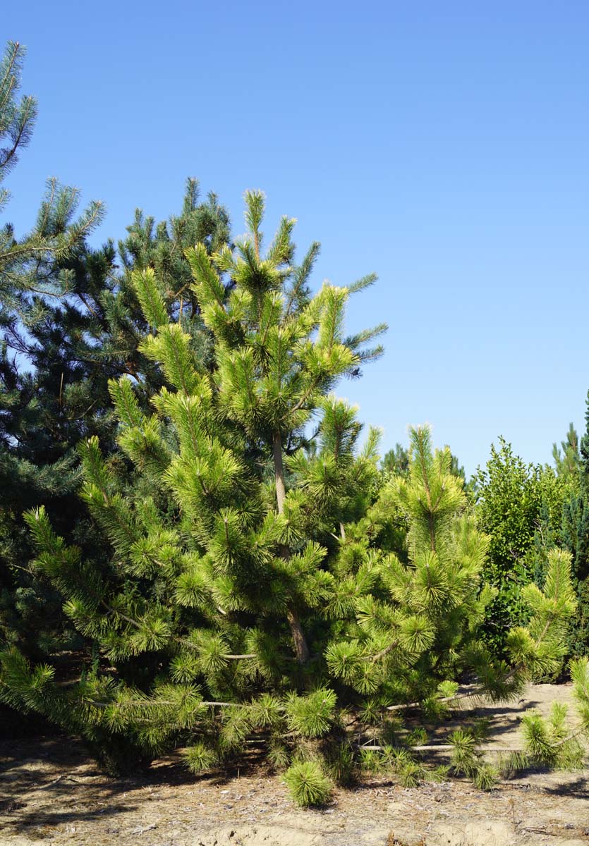 Pinus thunbergii 'Ogon' solitair