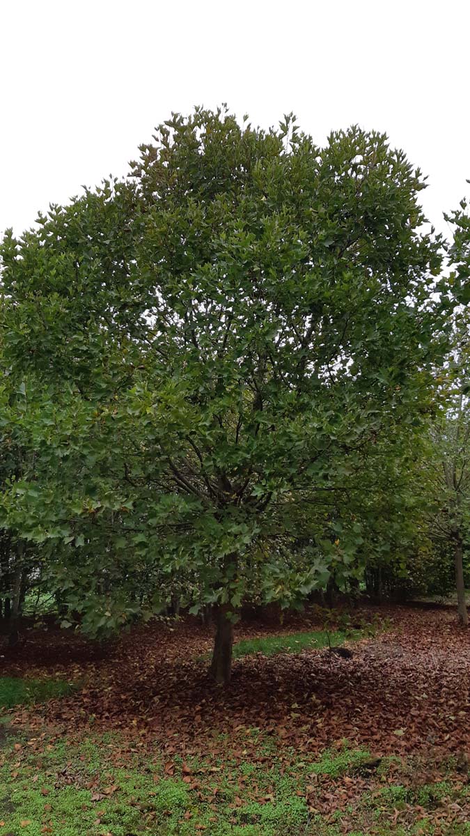 Platanus hispanica 'Alphen's Globe' op stam op stam