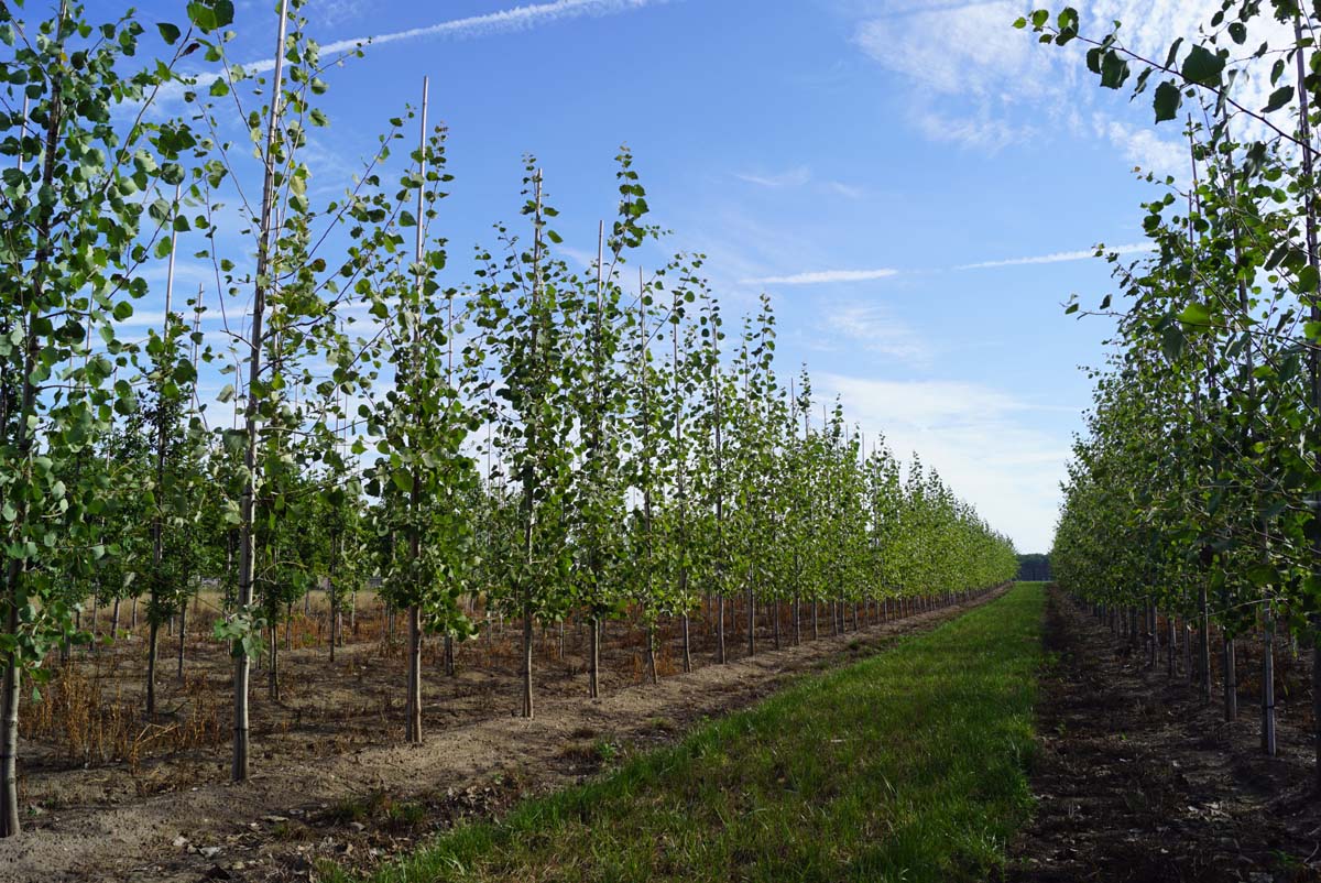 Populus tremula op stam op stam