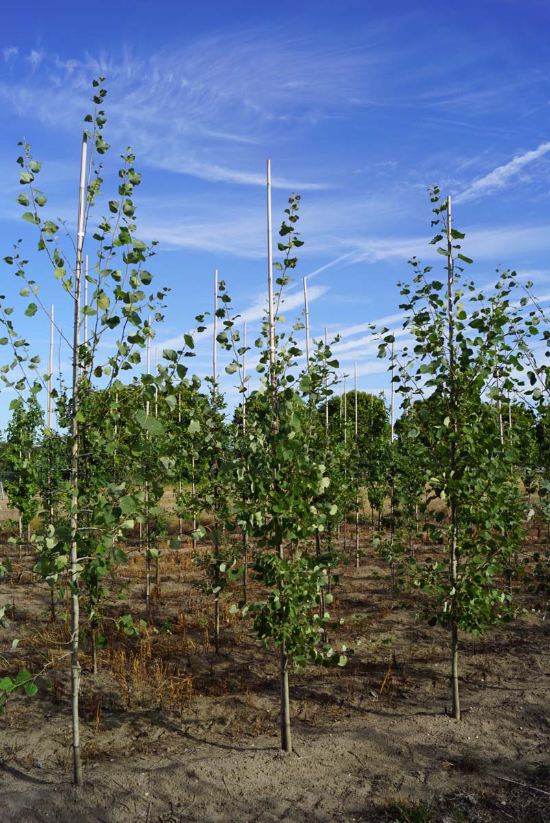 Populus tremula op stam op stam