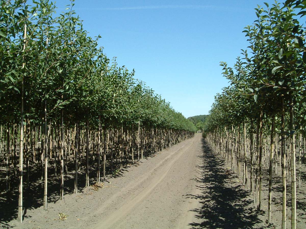 Prunus avium 'Plena' op stam op stam