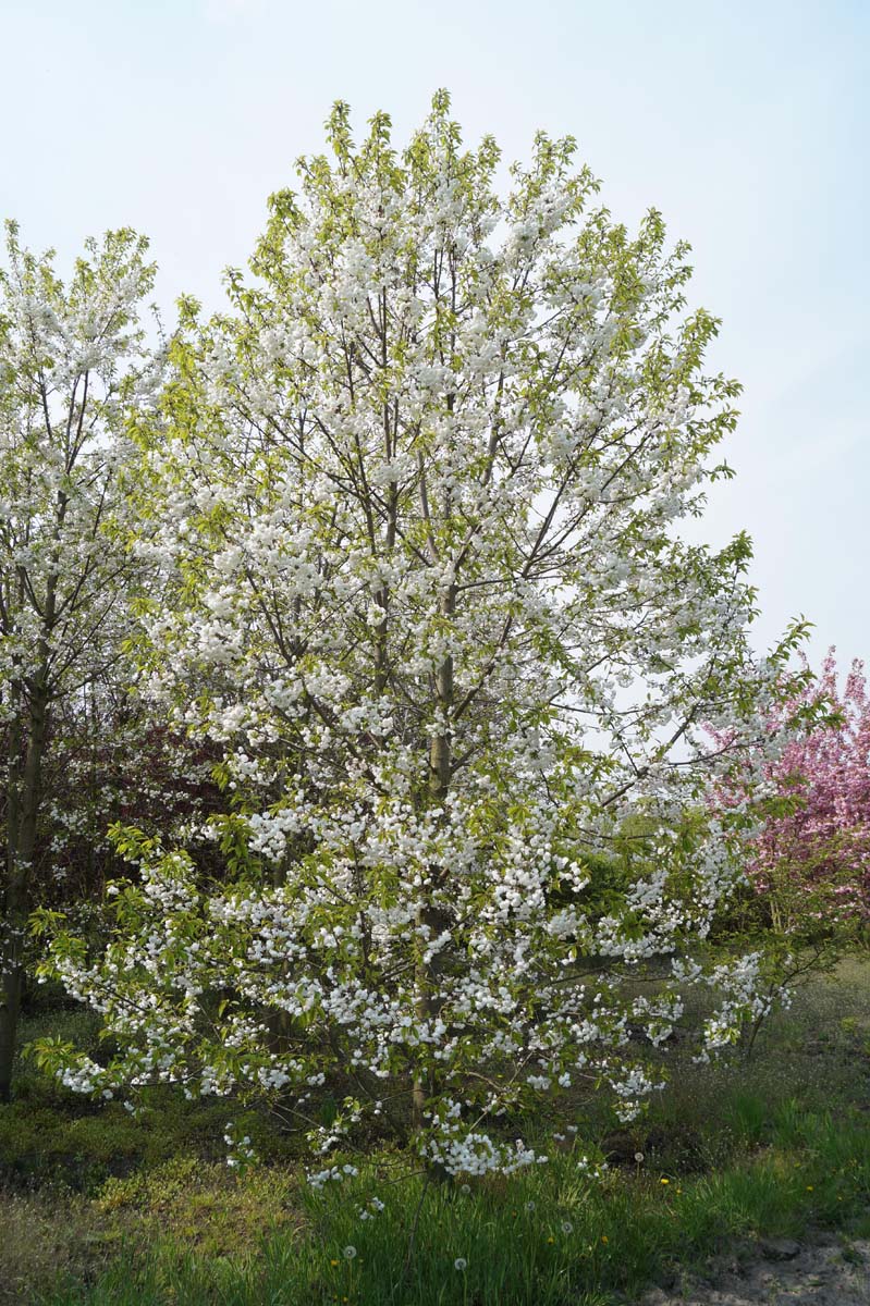 Prunus avium 'Plena' meerstammig / struik meerstammig