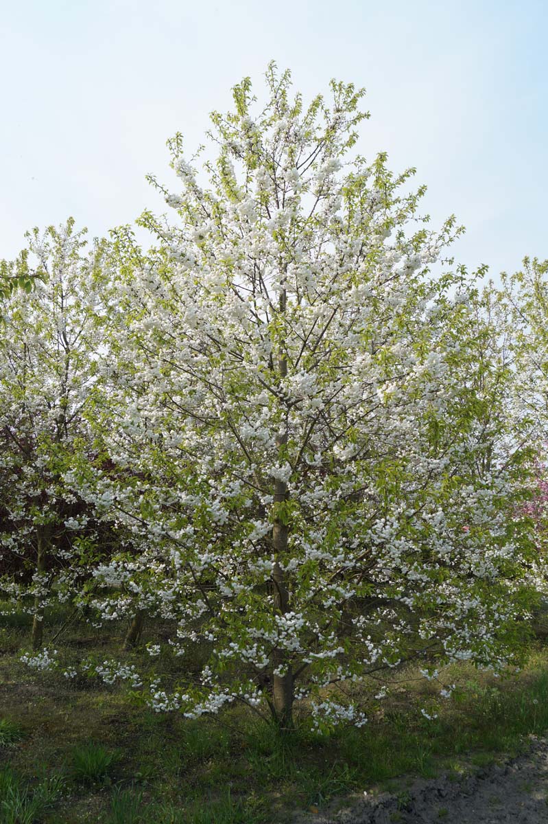 Prunus avium 'Plena' meerstammig / struik meerstammig