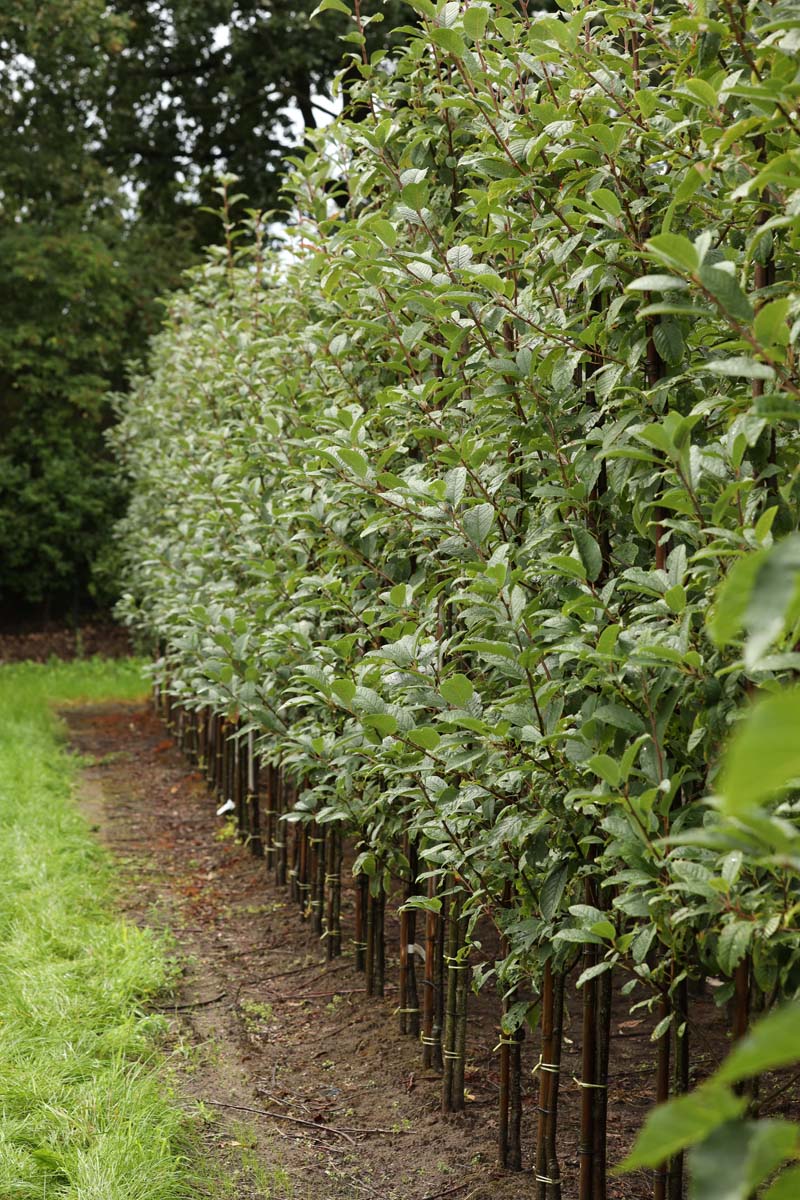 Prunus padus 'Albertii' op stam op stam