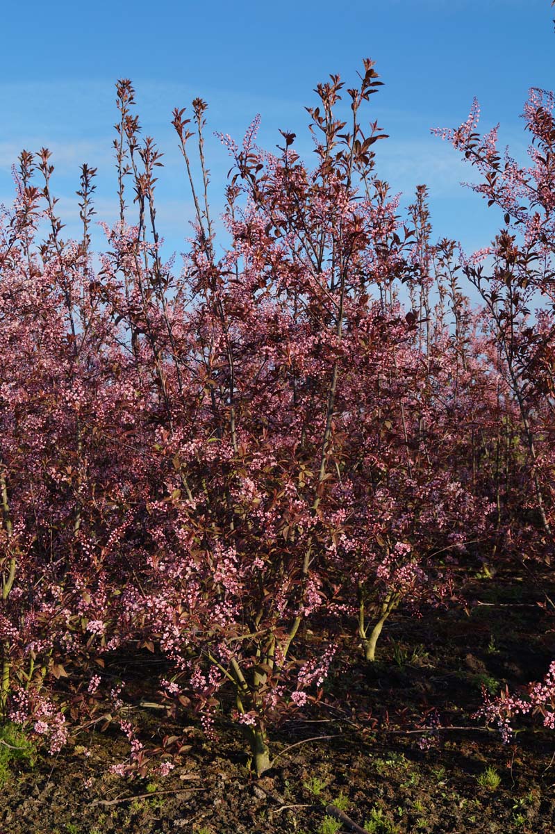 Prunus padus 'Colorata' meerstammig / struik meerstammig