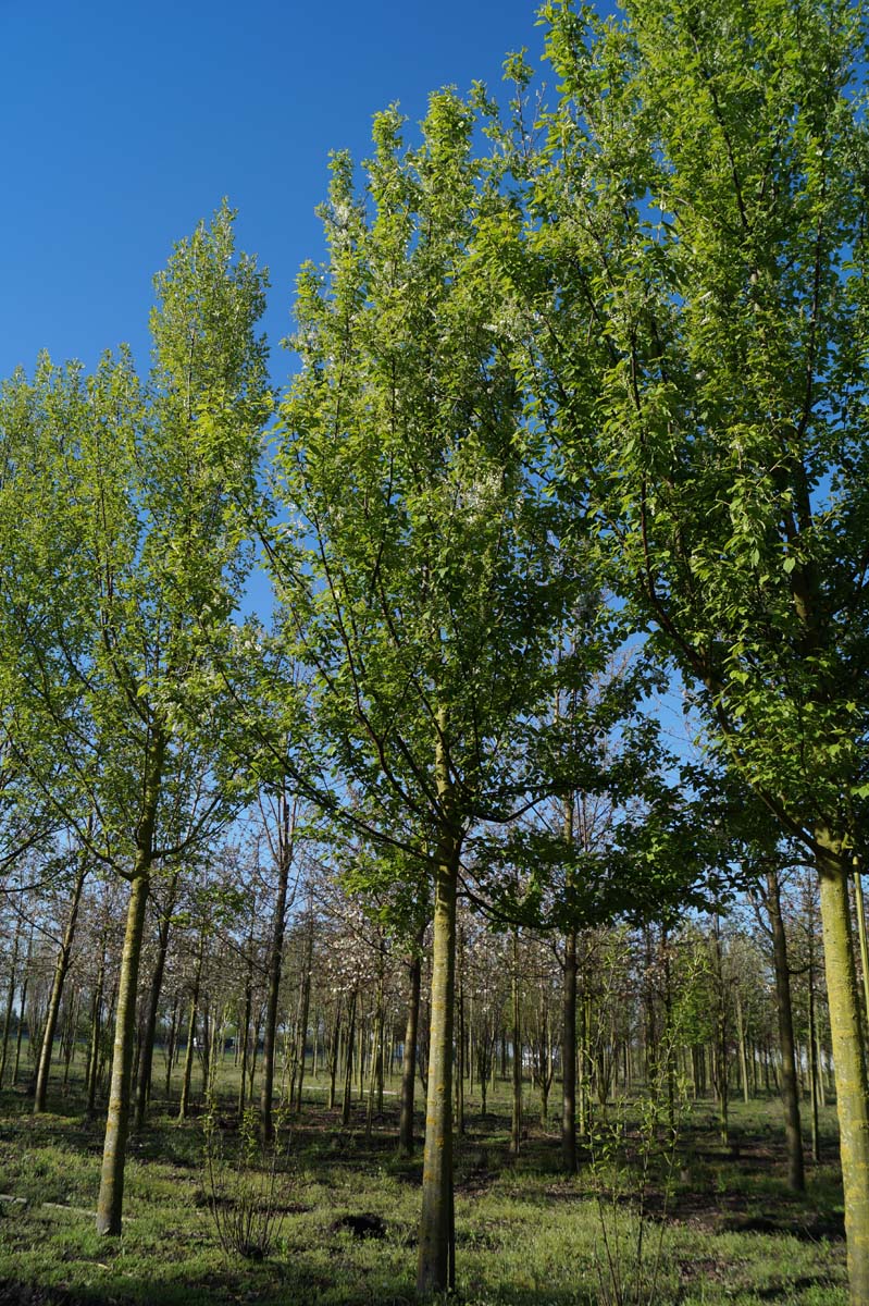 Prunus padus 'Watereri' op stam op stam