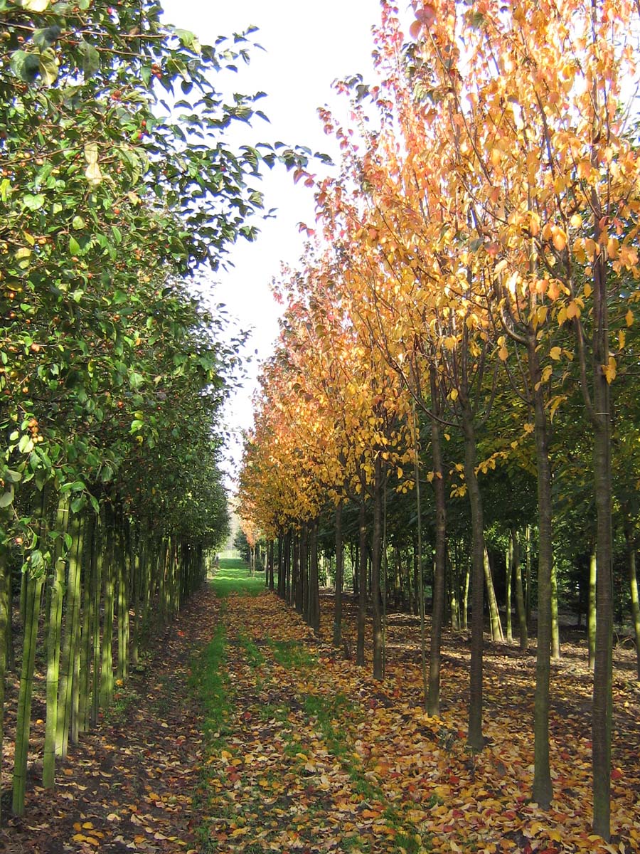 Prunus sargentii 'Rancho' op stam op stam